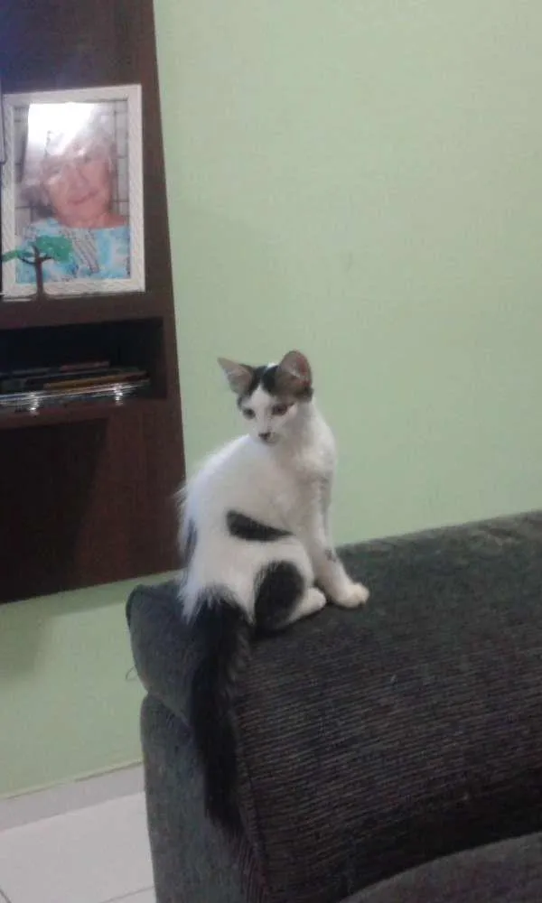 Gato raça  idade 2 a 6 meses nome José e Julieta