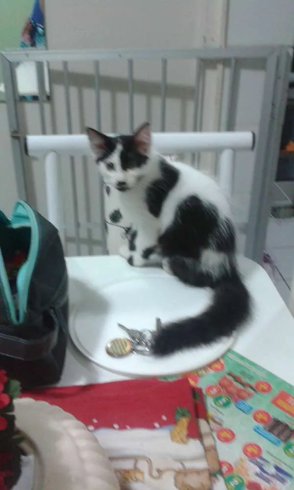 Gato raça  idade 2 a 6 meses nome José e Julieta