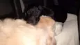 BOB