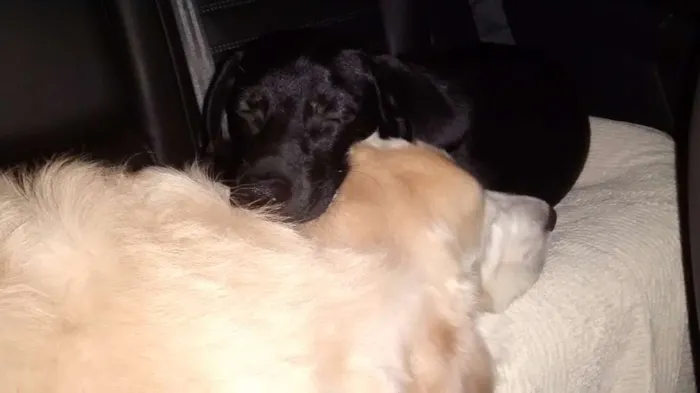 Cachorro ra a SRD idade 1 ano nome BOB