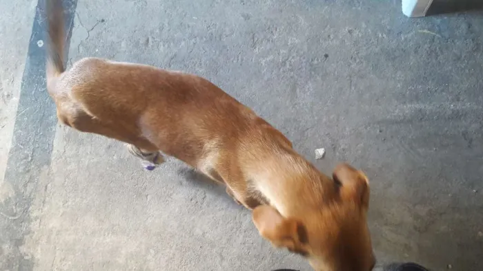 Cachorro raça vira lata idade 2 anos nome marron