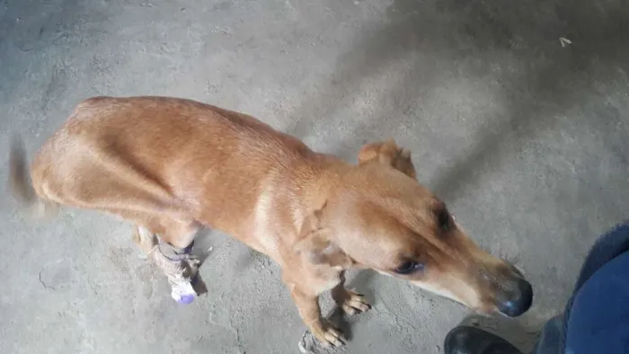 Cachorro raça vira lata idade 2 anos nome marron