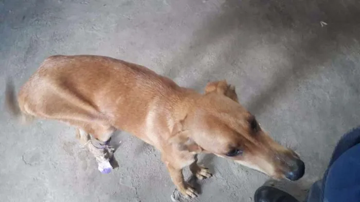 Cachorro raça vira lata idade 2 anos nome marron