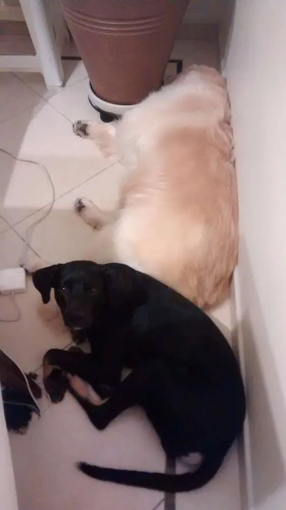 Cachorro ra a SRD idade 1 ano nome BOB