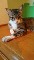 Adote Mellody Castrada