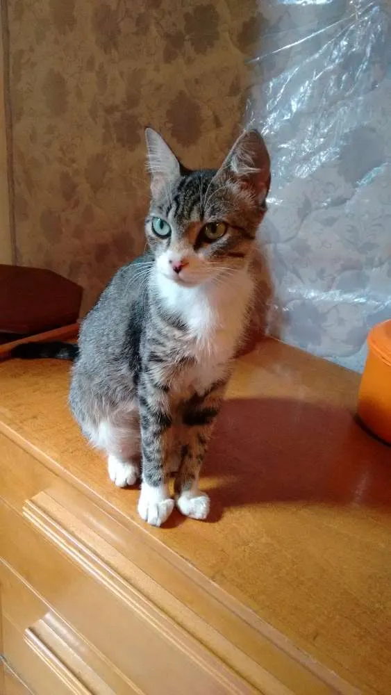 Gato ra a SRD idade 1 ano nome Adote Mellody Castrada