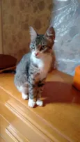 Adote Mellody Castrada