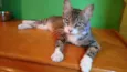 Adote Mellody Castrada