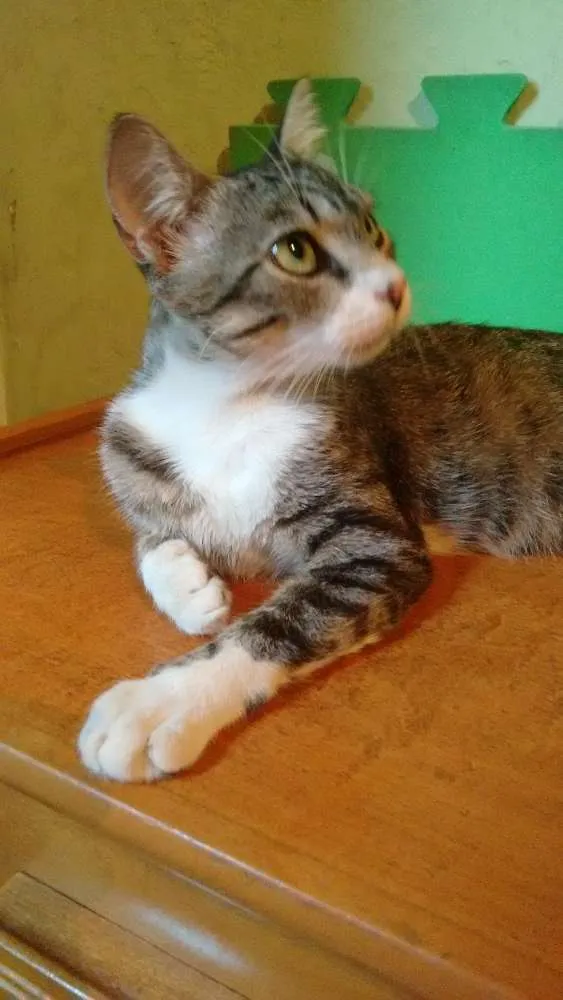 Gato ra a SRD idade 1 ano nome Adote Mellody Castrada