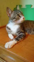 Adote Mellody Castrada