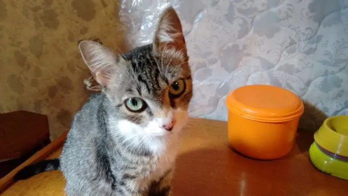 Gato ra a SRD idade 1 ano nome Adote Mellody Castrada