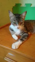 Adote Mellody Castrada