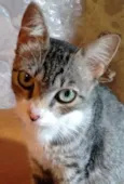 Adote Mellody Castrada