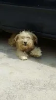 esmeralda