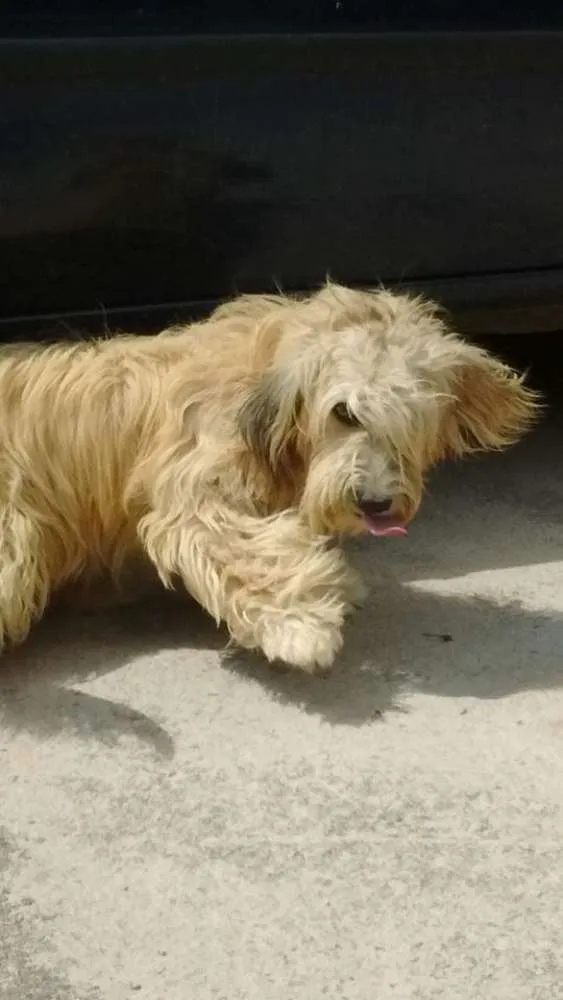 Cachorro ra a srd idade 1 ano nome esmeralda