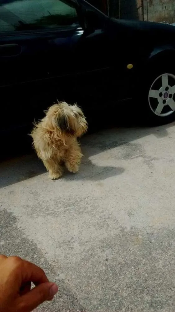 Cachorro ra a srd idade 1 ano nome esmeralda