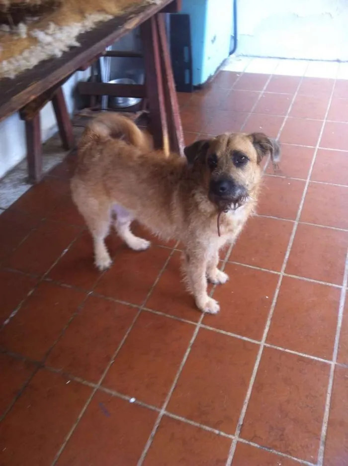 Cachorro raça SRD idade 3 anos nome Igor