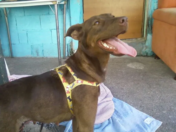 Cachorro ra a SRD idade  nome Lili