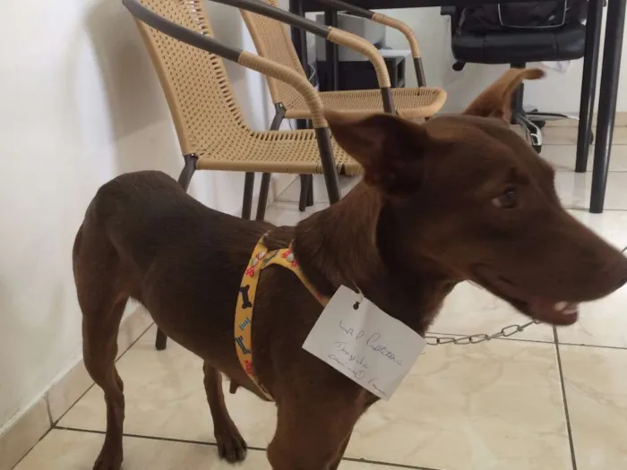 Cachorro ra a SRD idade  nome Lili