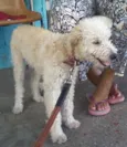 Princesa