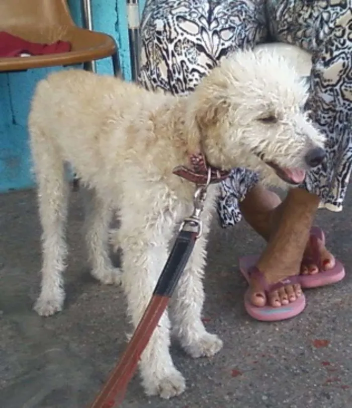 Cachorro ra a Poodle idade 7 a 11 meses nome Princesa