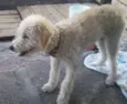 Princesa
