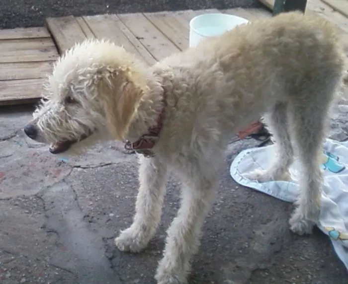 Cachorro ra a Poodle idade 7 a 11 meses nome Princesa