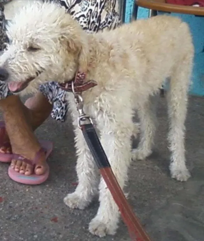Cachorro ra a Poodle idade 7 a 11 meses nome Princesa