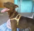 Lili