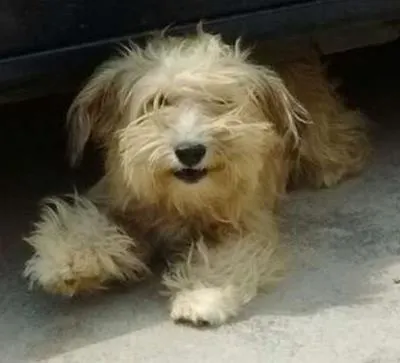 Cachorro ra a srd idade 1 ano nome esmeralda