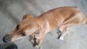 Cachorro raça vira lata idade 2 anos nome marron