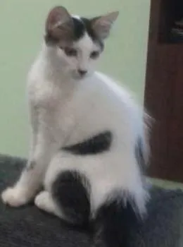 Gato raça  idade 2 a 6 meses nome José e Julieta