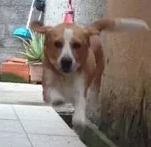 Cachorro ra a Beagle idade 3 anos nome Bigu