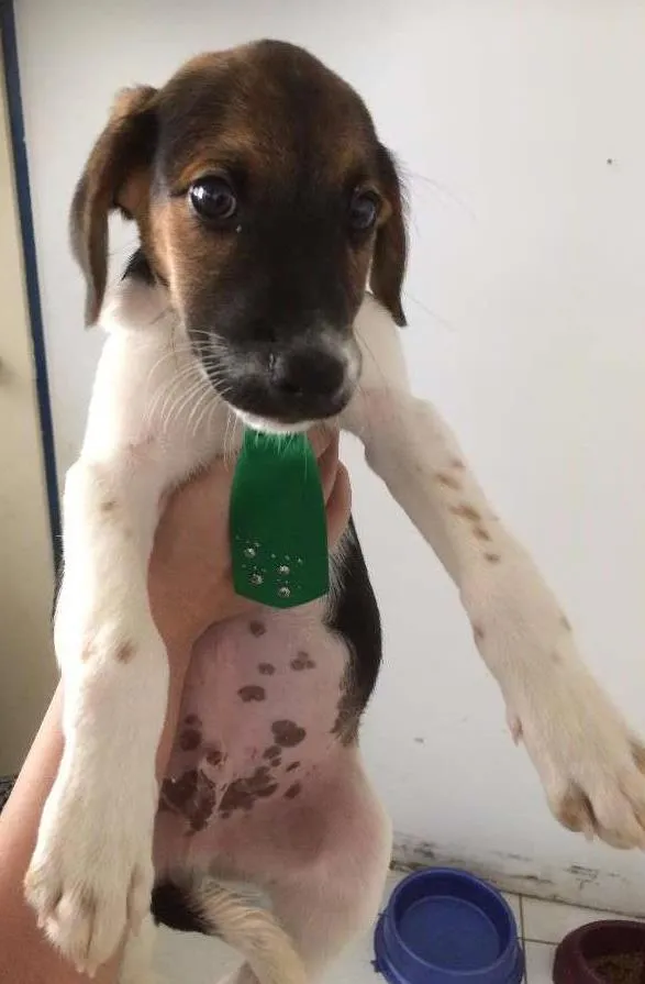 Cachorro ra a mestiço idade 2 a 6 meses nome Joca 