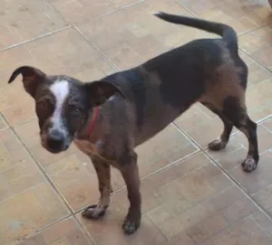Cachorro raça vira lata idade 2 a 6 meses nome Mel