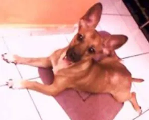 Cachorro raça SRD idade 1 ano nome SOPHIA