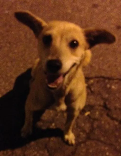 Cachorro ra a Sem raça idade 4 anos nome Não Sei