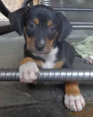 Cachorro raça SRD idade 2 a 6 meses nome Pretinha