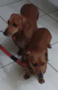 Branco e Dinha