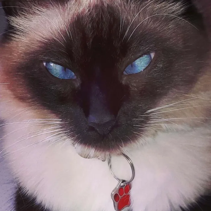 Gato ra a Sagrado da Birmânia idade 1 ano nome Julinha