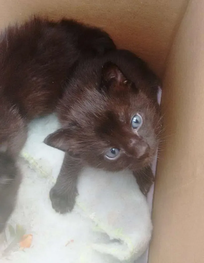 Gato ra a Sem definição idade 2 anos nome Kiara
