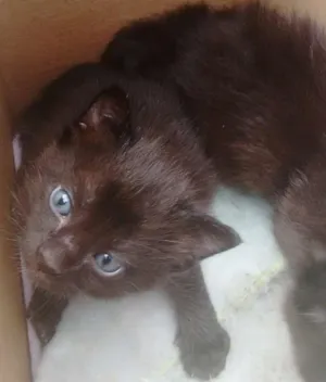 Gato raça Sem definição idade 2 anos nome Kiara
