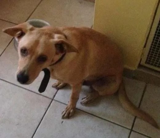Cachorro ra a MESTIÇO LABRADOR idade 4 anos nome Oliver
