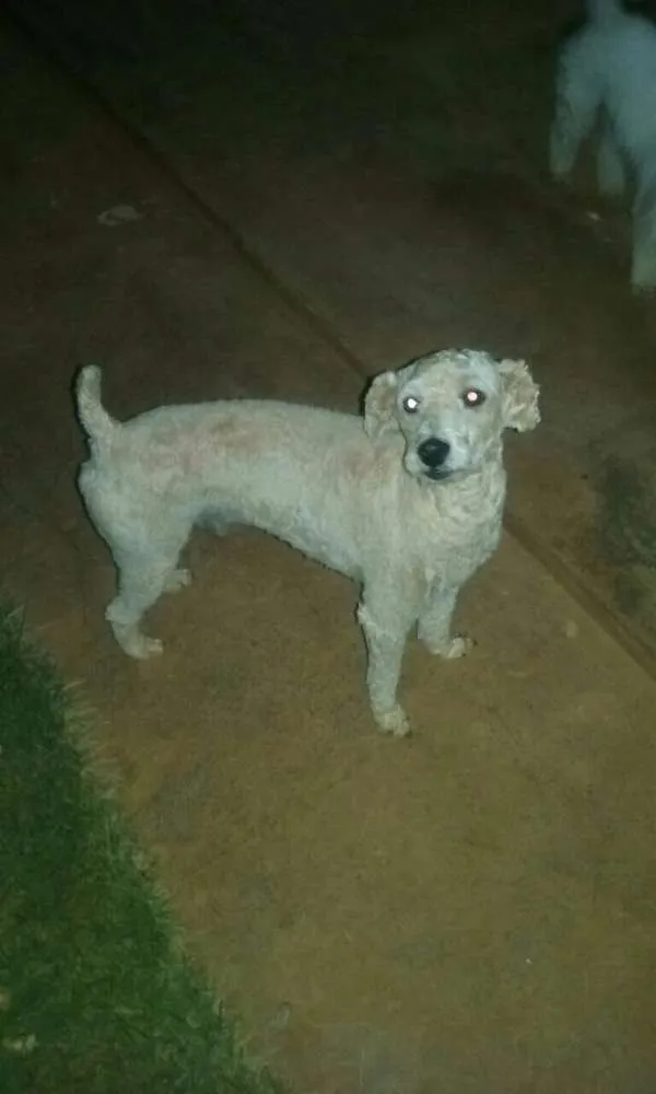 Cachorro ra a POODLE  idade 2 anos nome MR