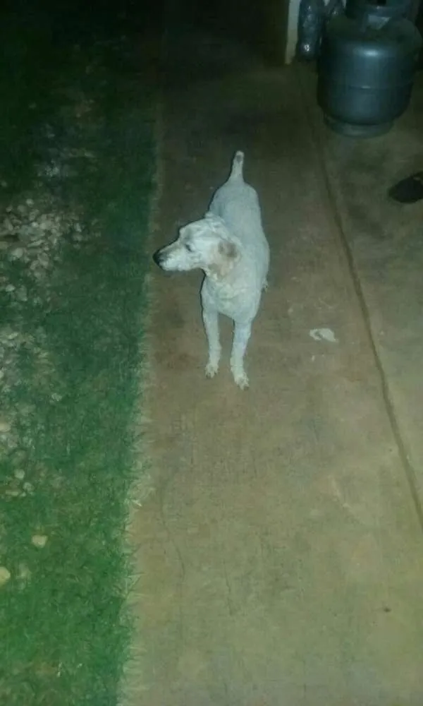 Cachorro ra a POODLE  idade 2 anos nome MR