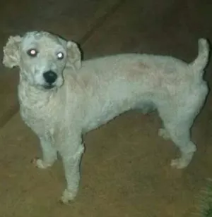 Cachorro raça POODLE  idade 2 anos nome MR