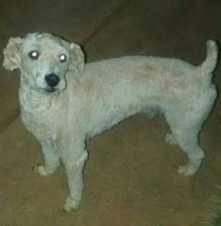 Cachorro ra a POODLE  idade 2 anos nome MR
