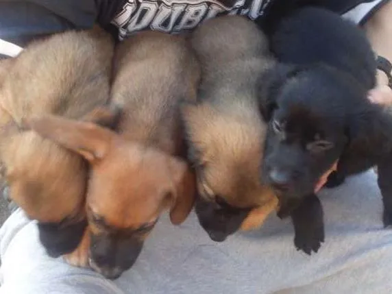 Cachorro ra a SRD idade Abaixo de 2 meses nome Sem nome