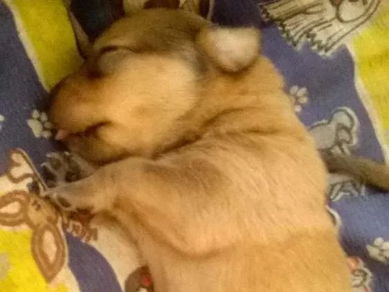 Cachorro ra a vira lata idade 3 anos nome amarelinha