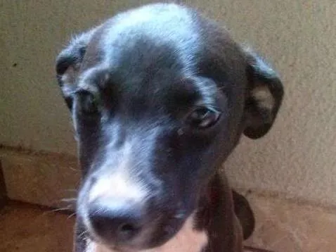 Cachorro ra a Vira Lata idade Abaixo de 2 meses nome Preta